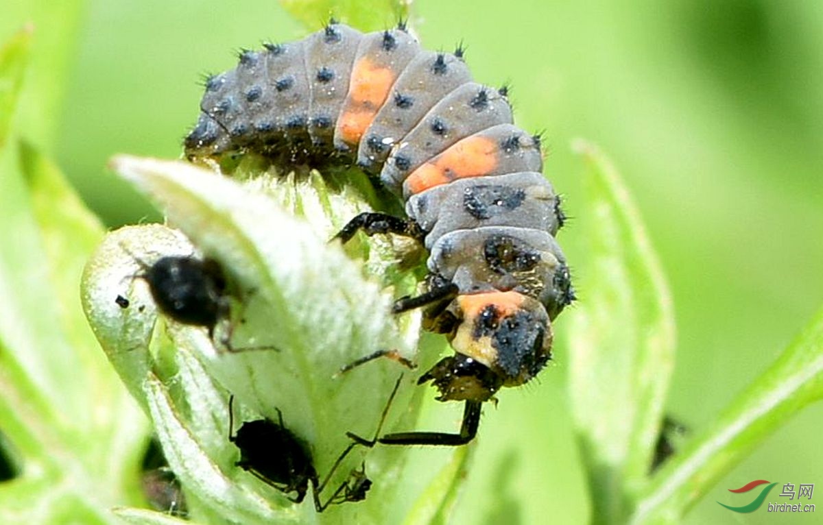 七星瓢虫的幼虫