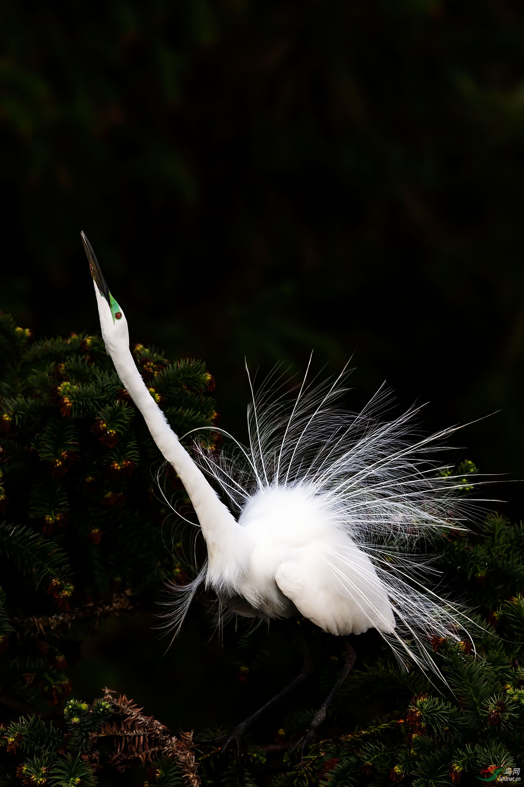 白鹭开屏