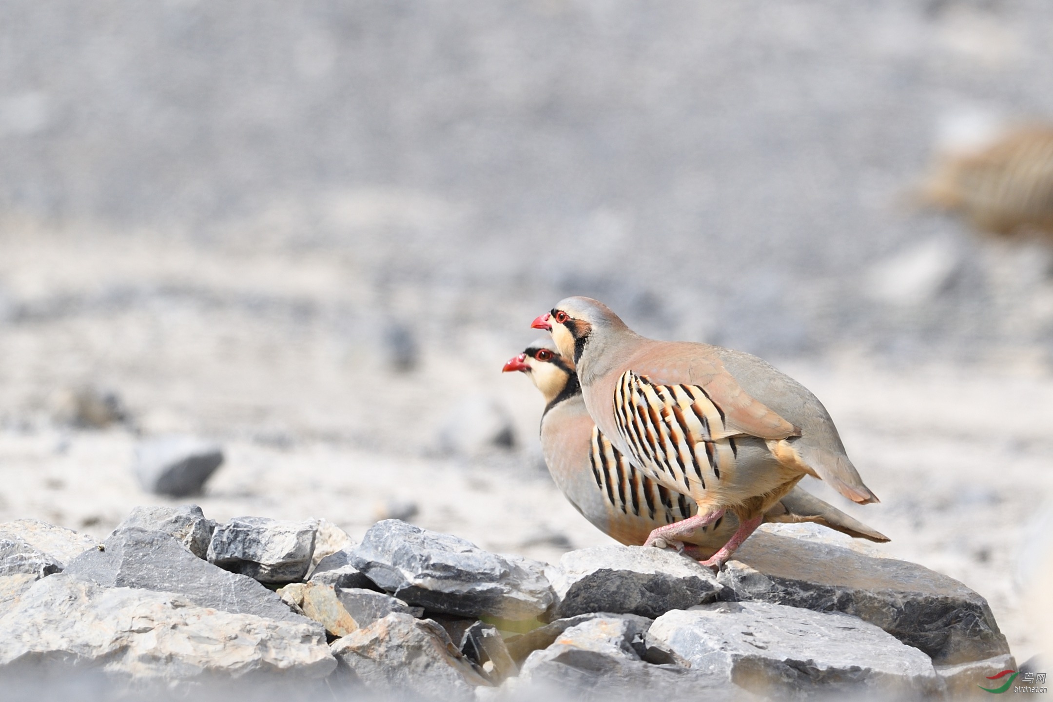 石鸡一对 - 辽宁版 liaoning 鸟网