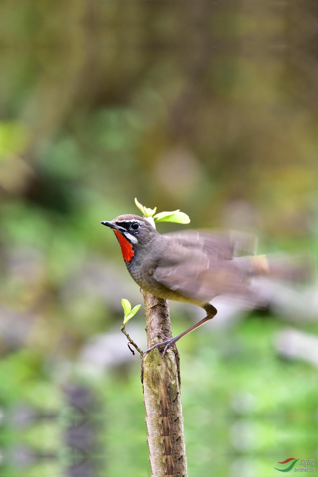 DSC_0131.JPG
