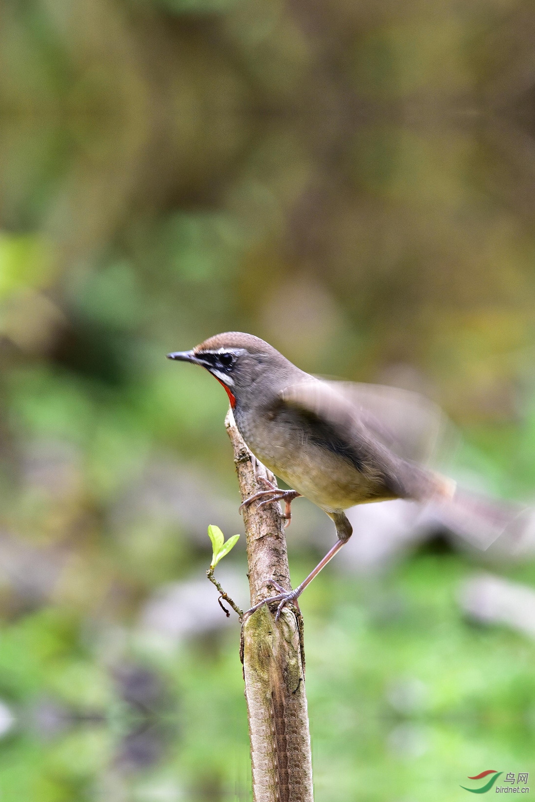 DSC_0133.JPG