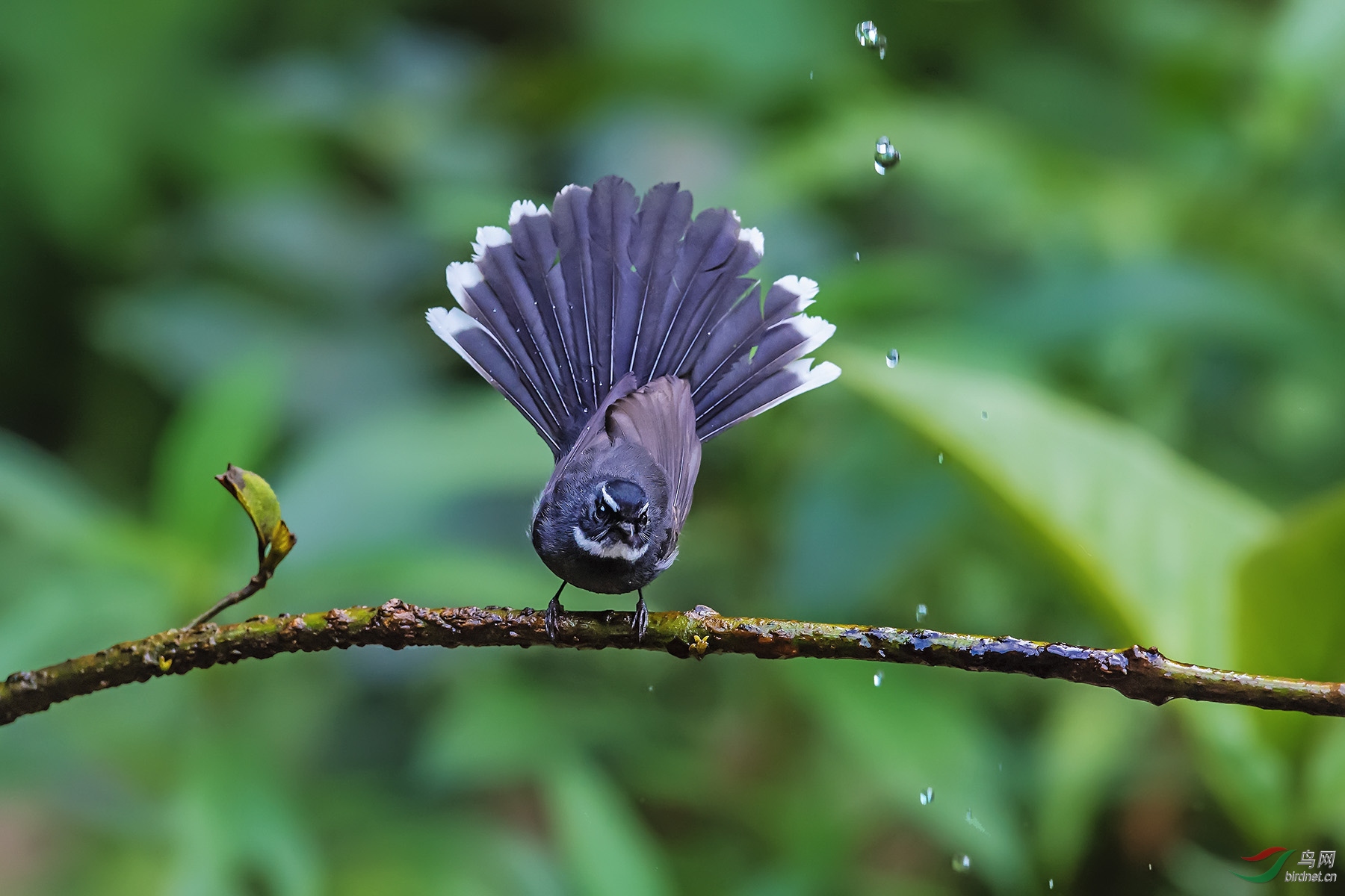 �׺���β�l