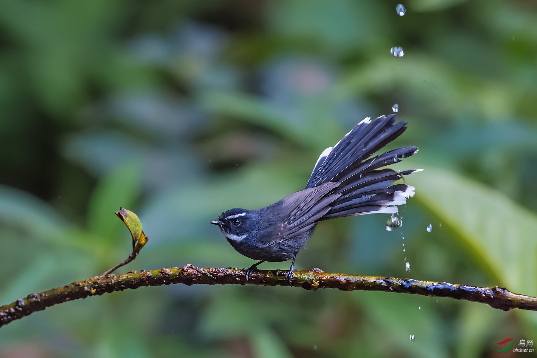 �׺���β�l