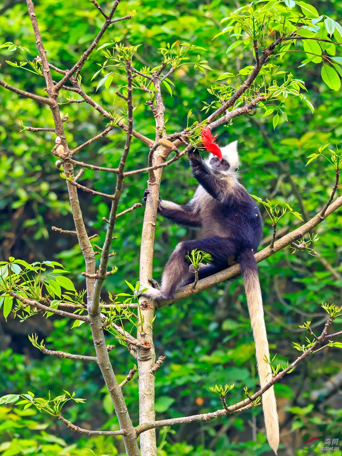 摘花白头叶猴国家一级保护