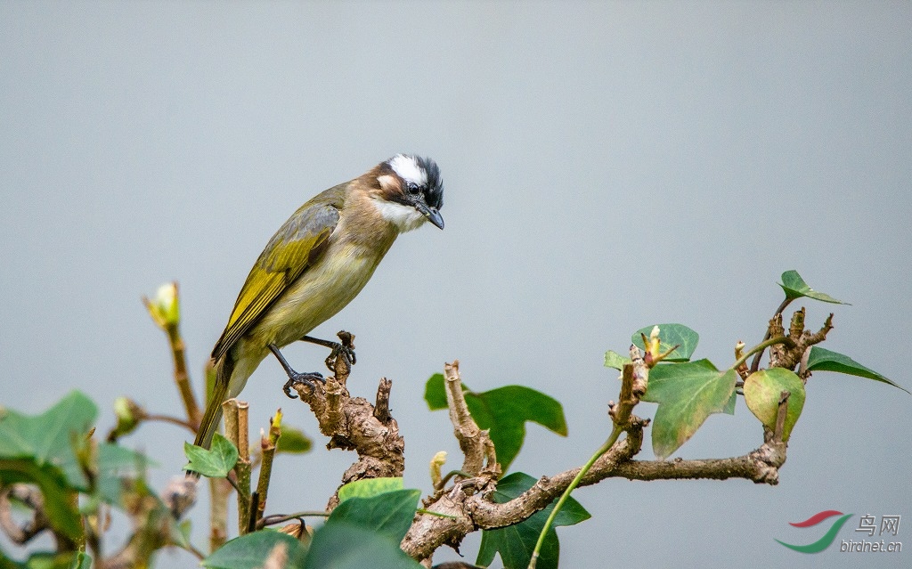 DSC_4642.jpg