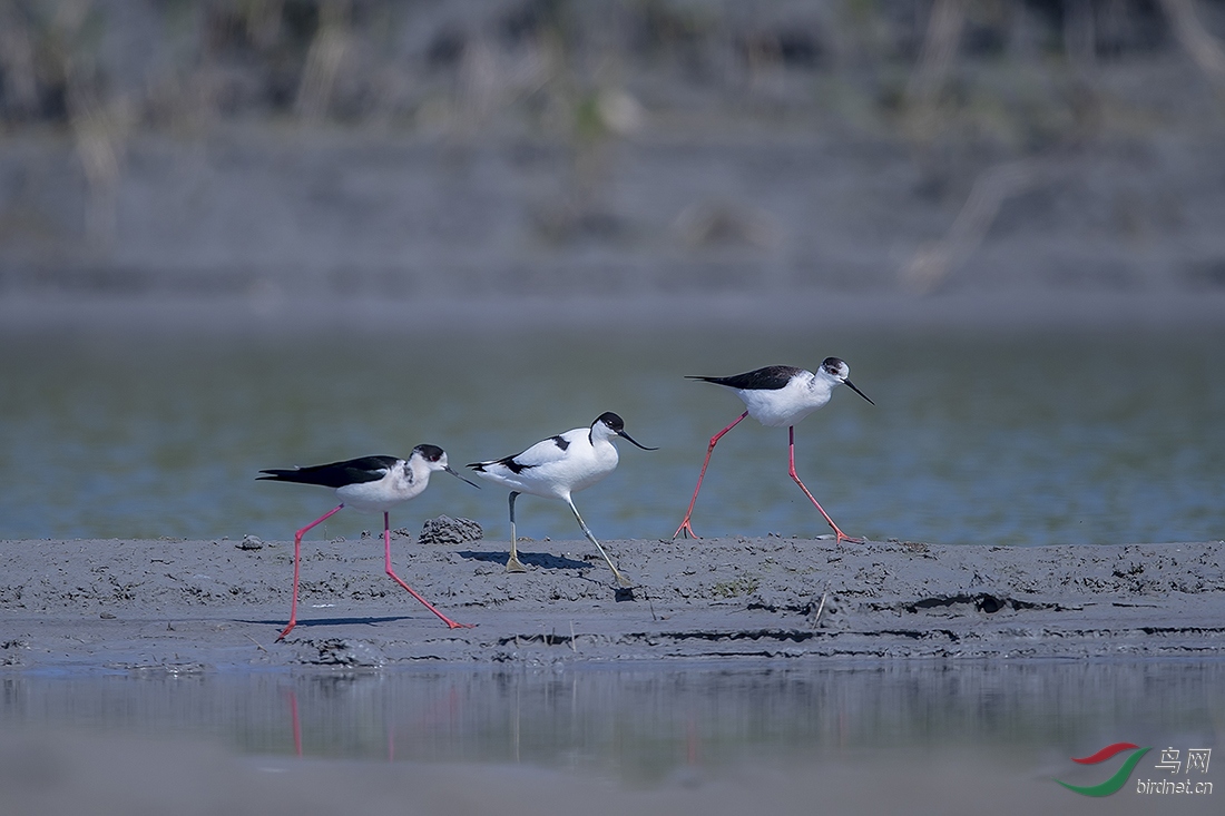 �������Գ����ֿ������Գ�����