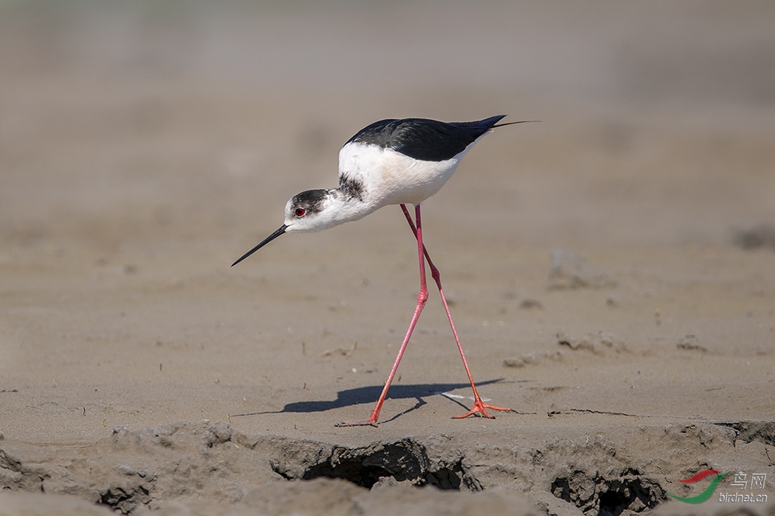 ���Գ�����