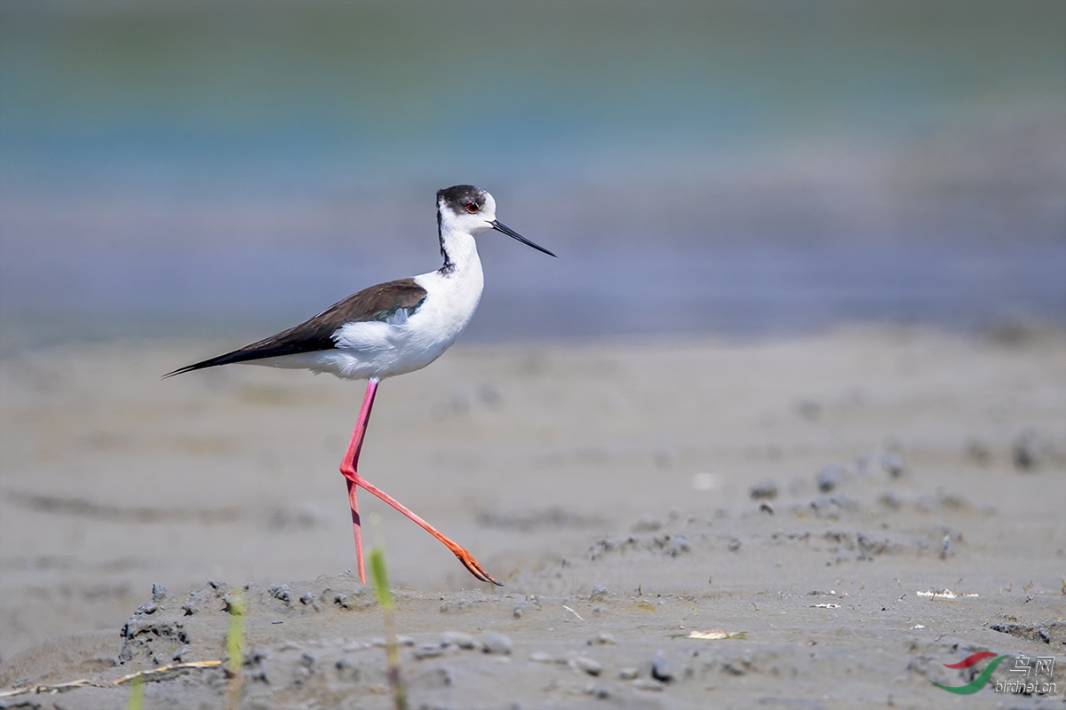 ���Գ�����