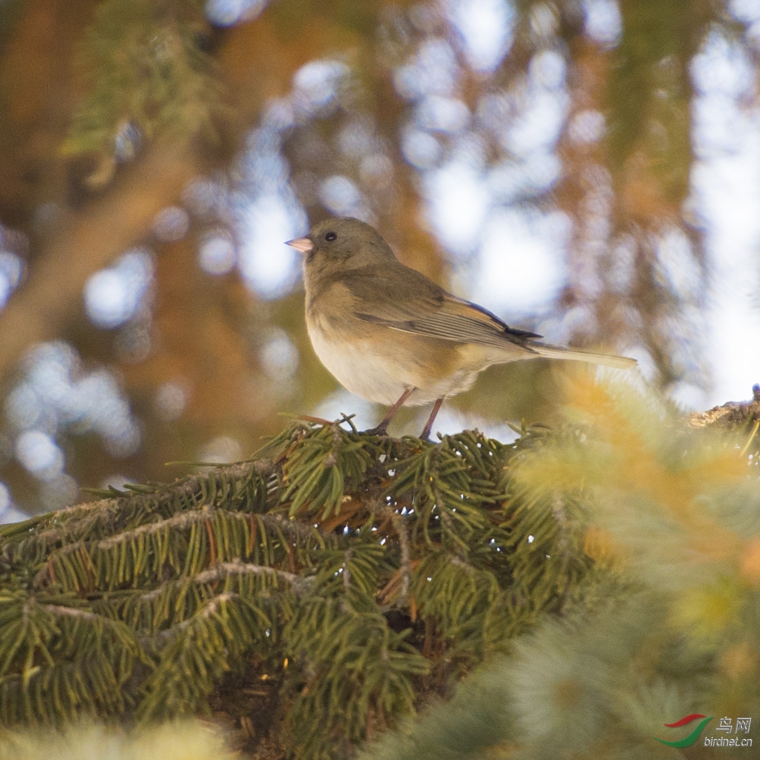 DSC_7575.JPG