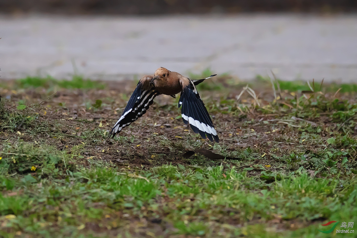 新周一问好 - 甘肃版 gansu 鸟网