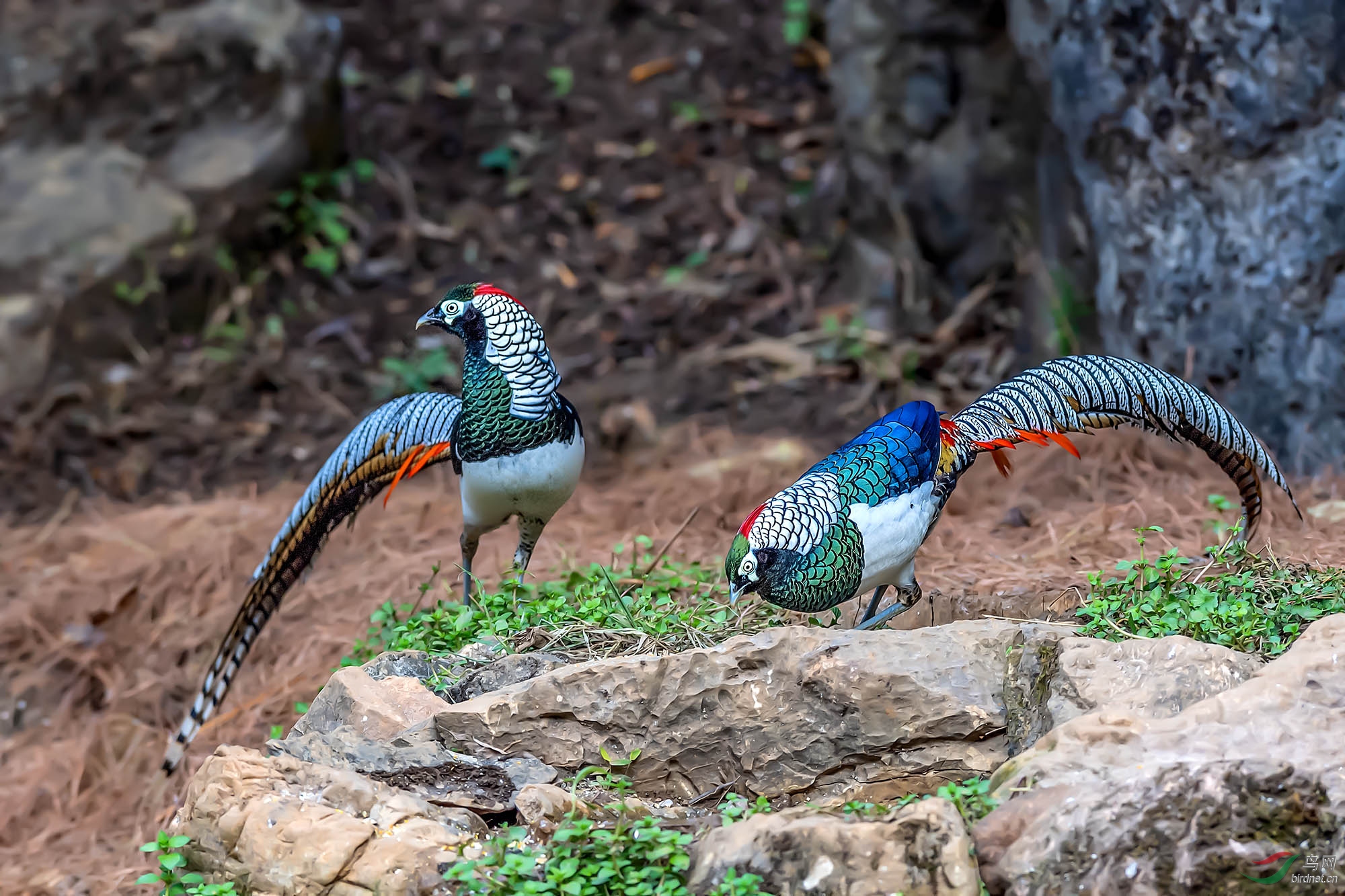 DSC_7126-1.jpg