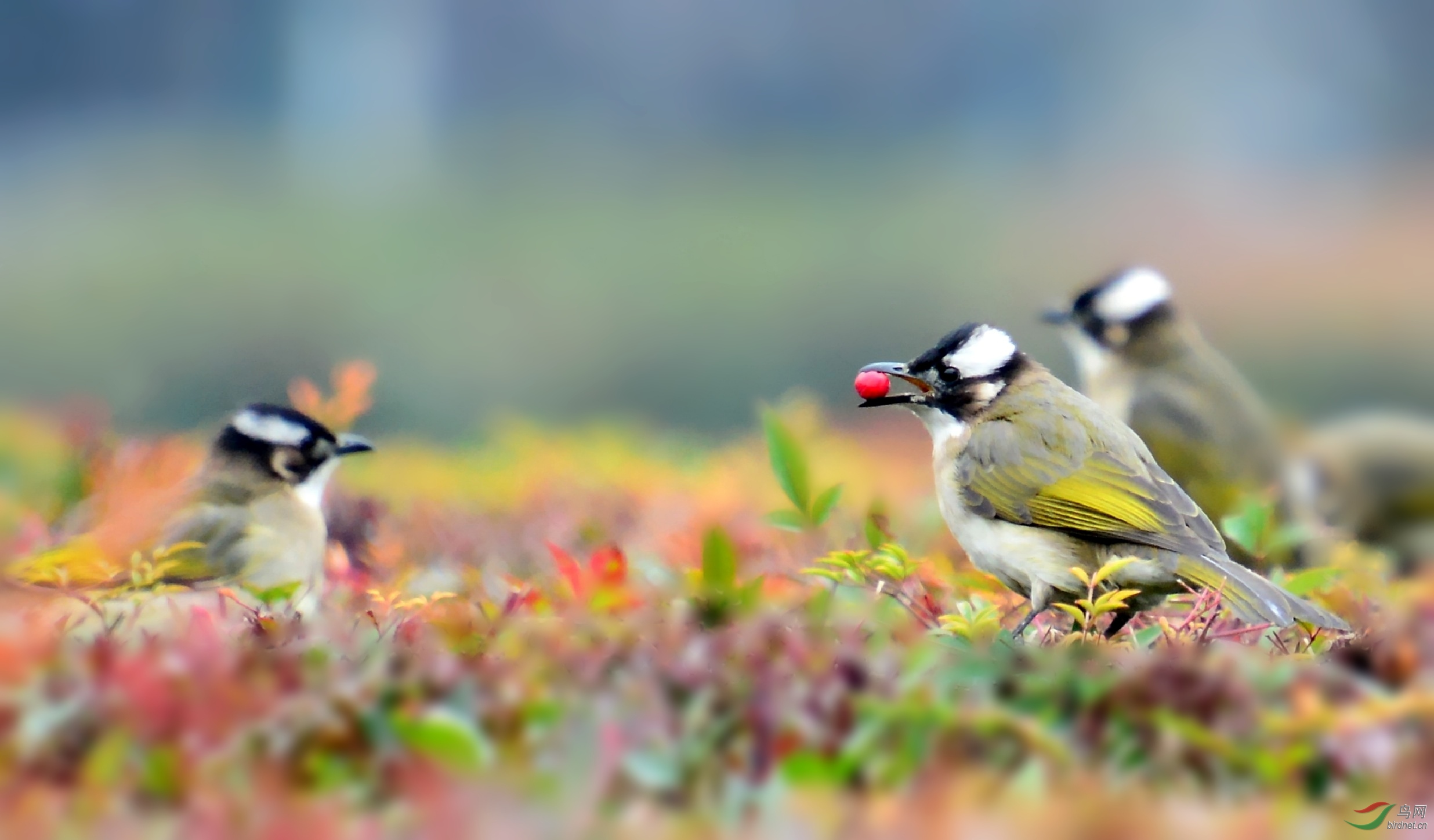 DSC_3892_conew2.jpg