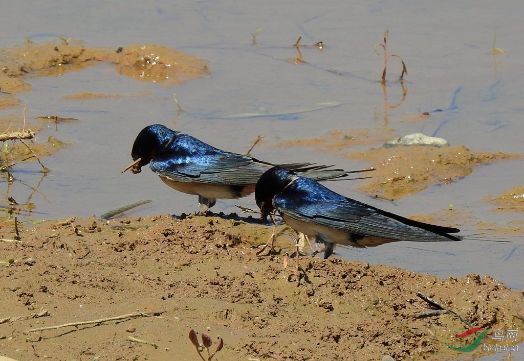 为筑巢而衔泥的小燕子