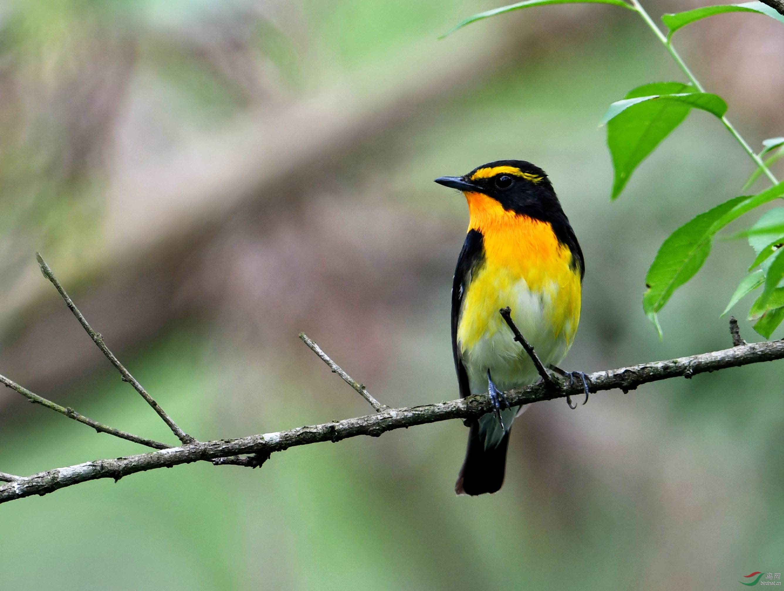 黄眉姬鹟 - 福建版 fujian 鸟网