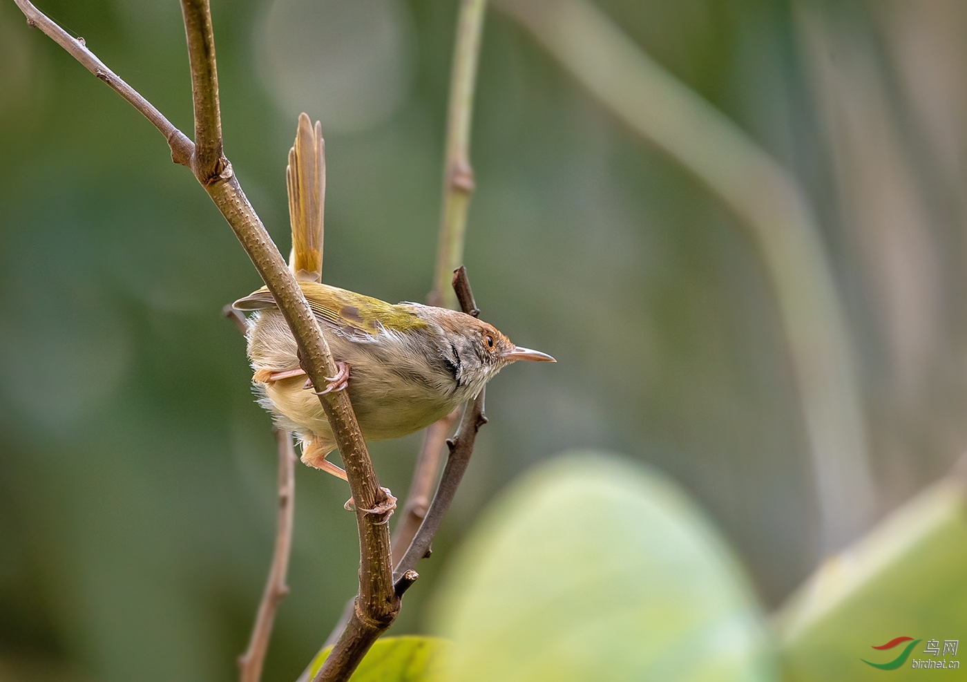 长尾蓬叶莺 - 黑龙江版 heilongjiang 鸟网