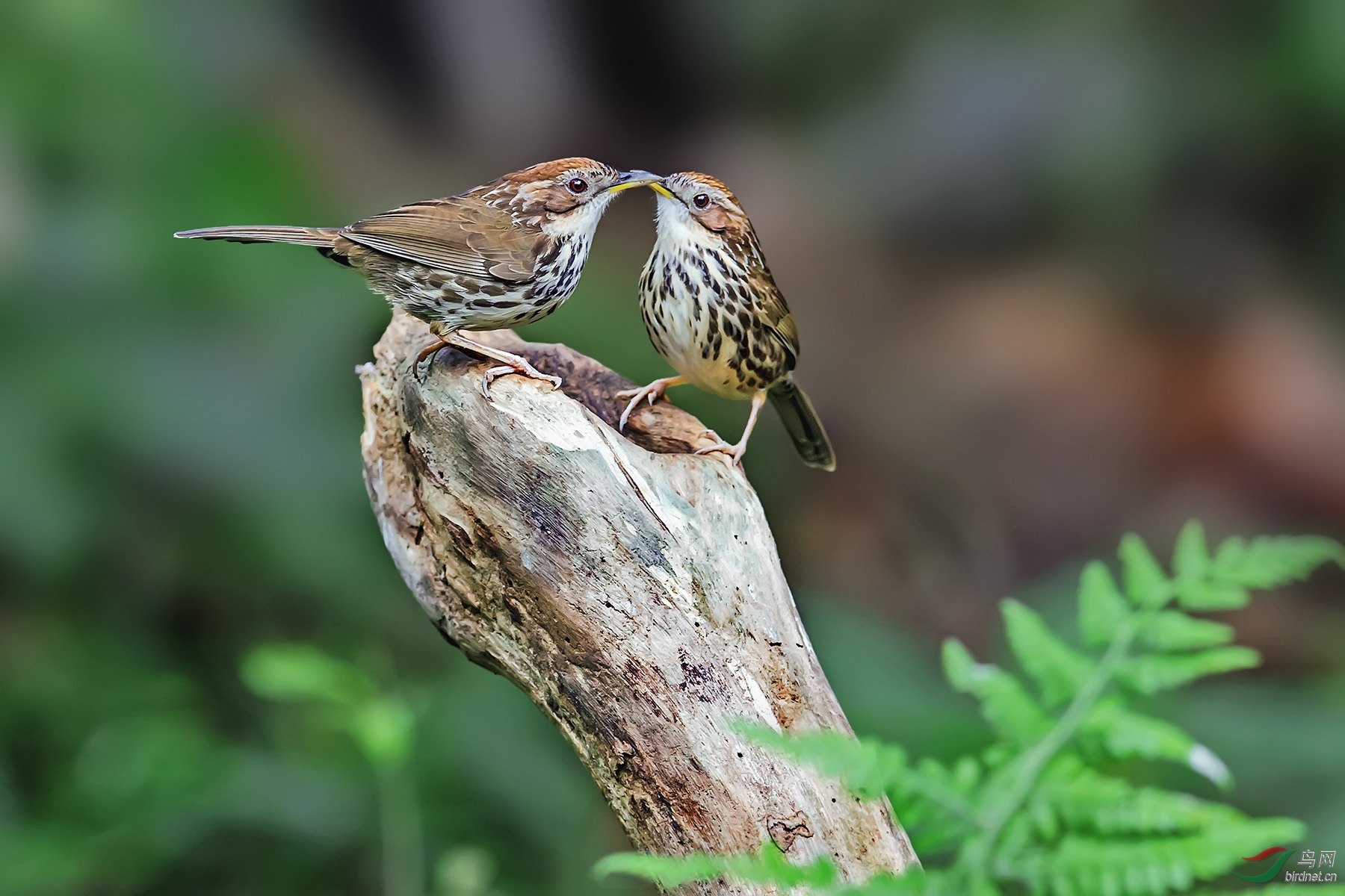 ��Ӱ����