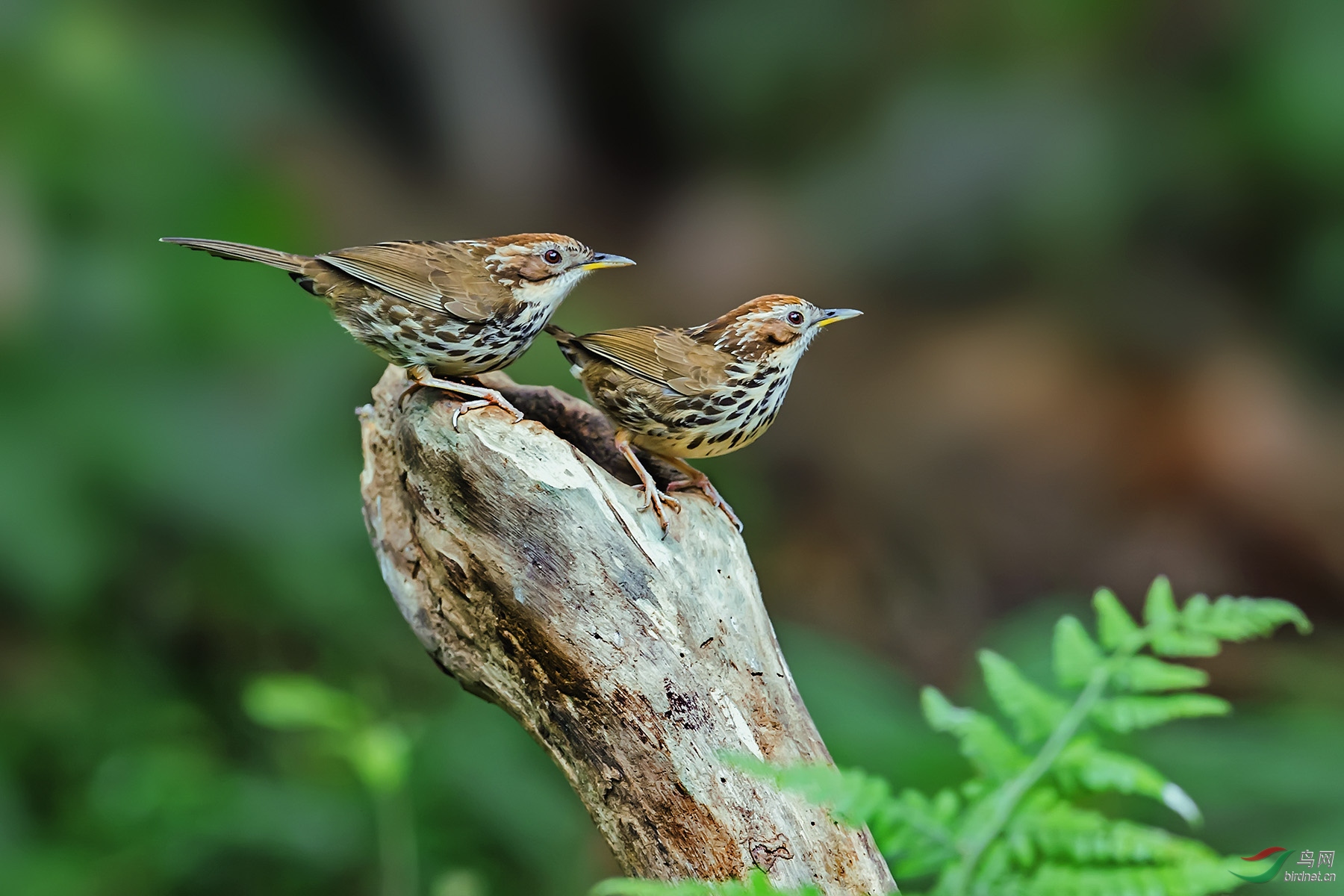 ��Ӱ����