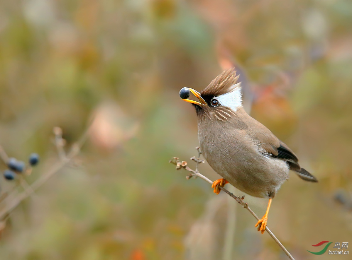 刁着果子的白领凤鹛