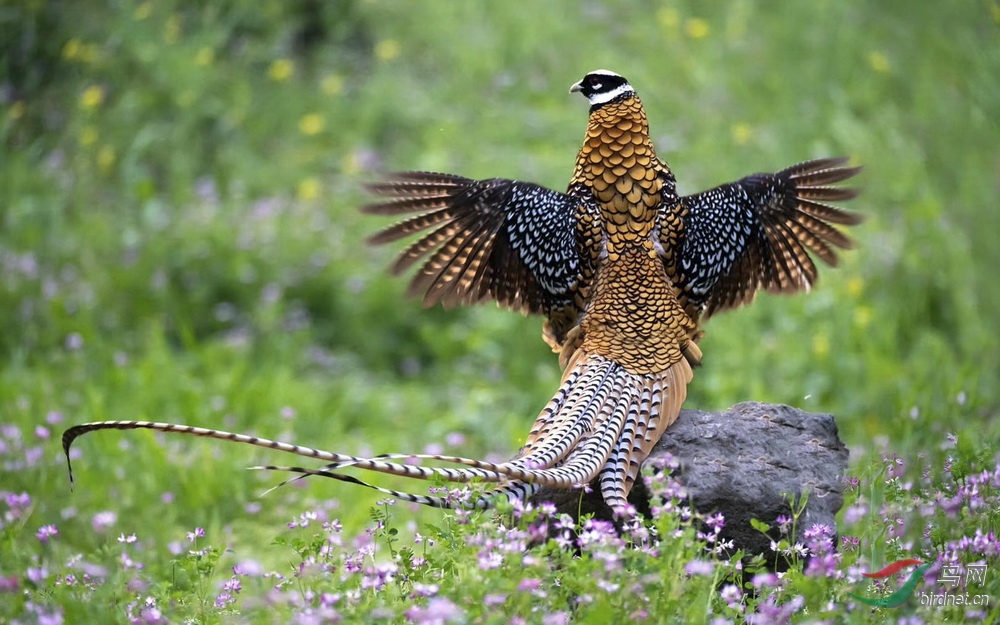 白冠长尾雉祝贺荣获首页鸟类精华