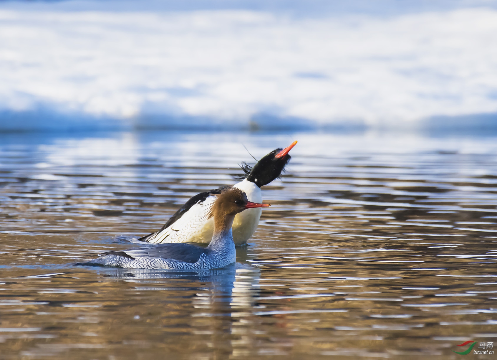 ͷ�;��ǿᣬ��ʦ�ǿ����ϣ�