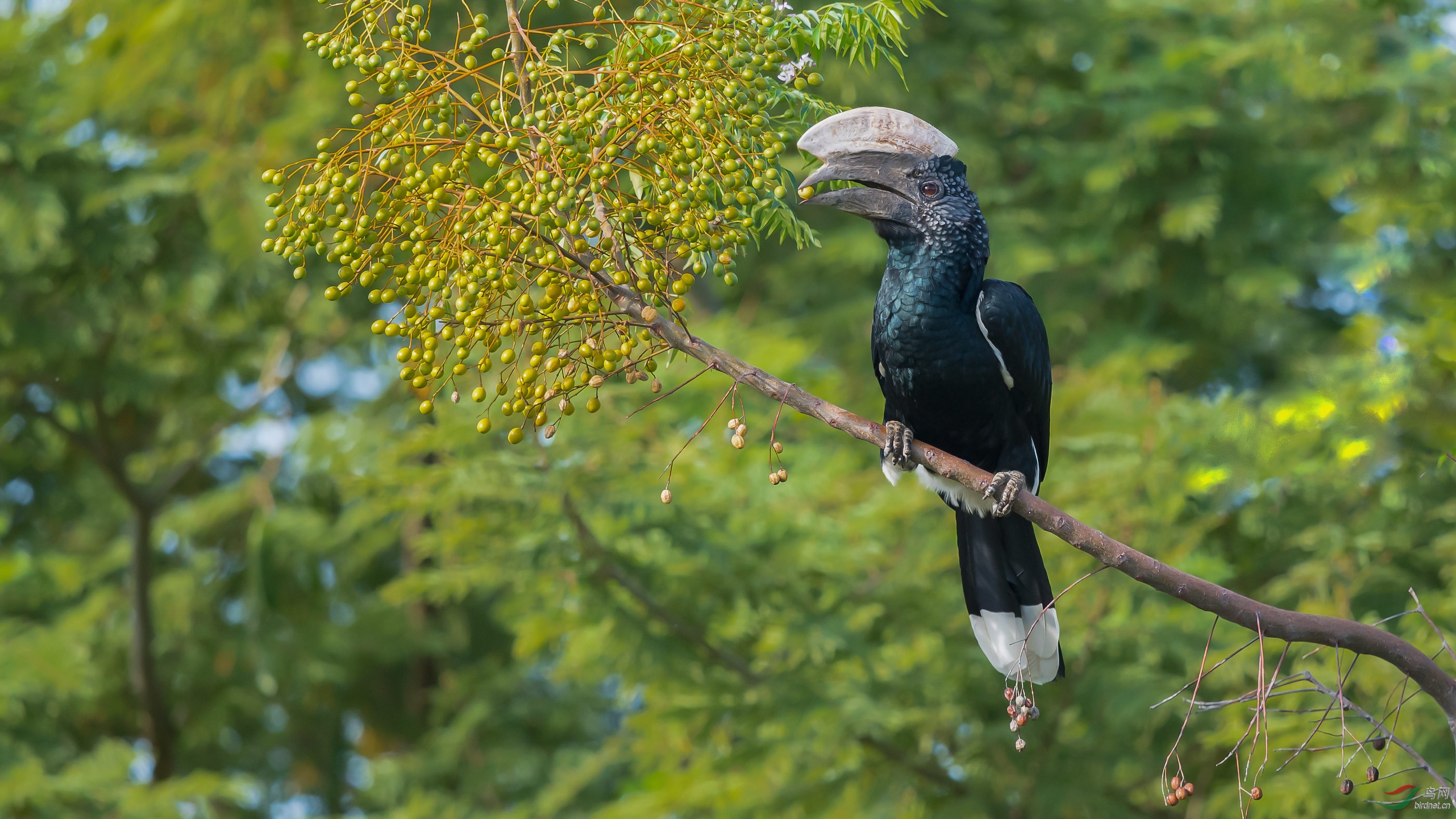 银颊噪犀鸟~祝贺荣获首页鸟类精华!