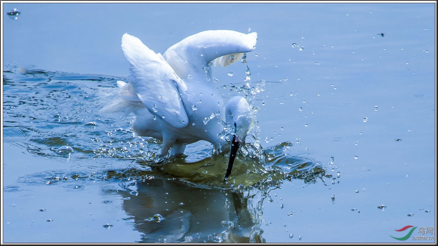 自由自在的小白鹭