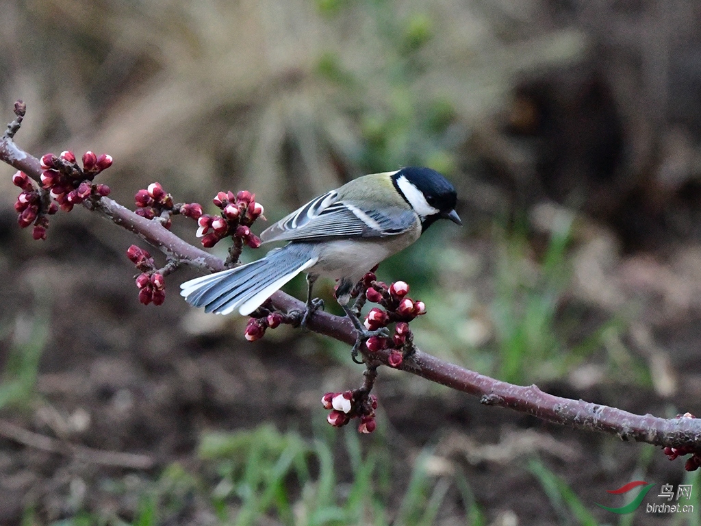 D50_2824.jpg