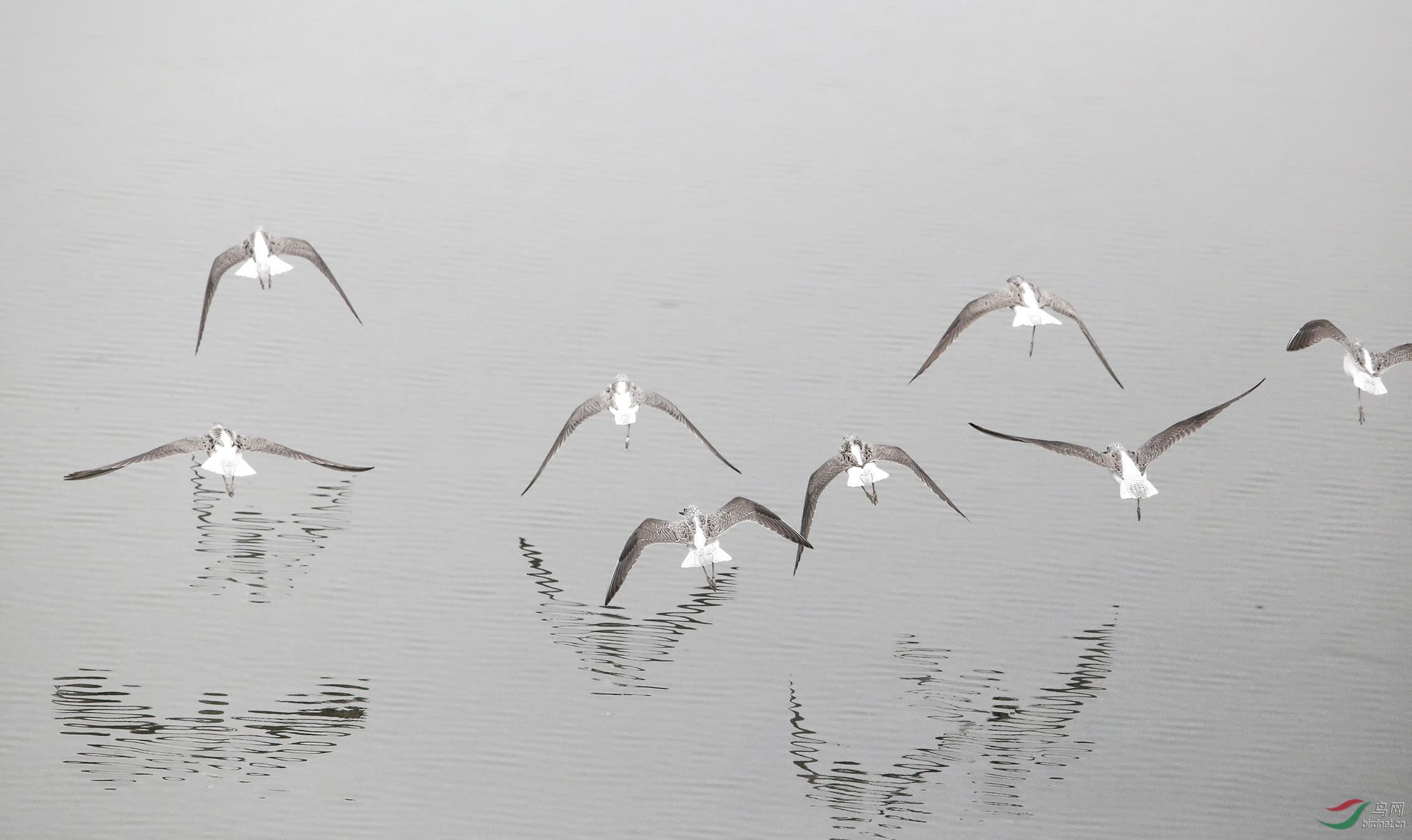 �����չ�Ử��