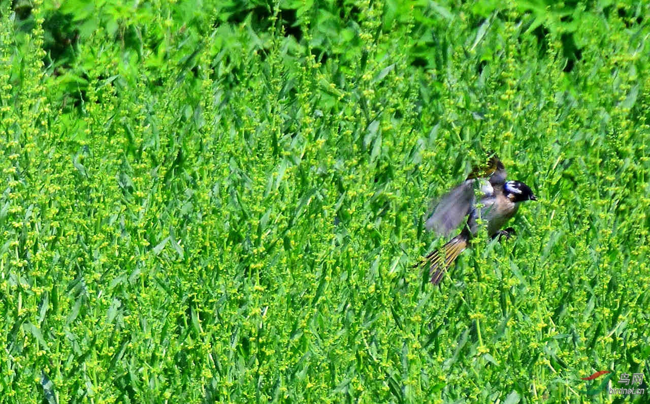 DSC_7068.JPG