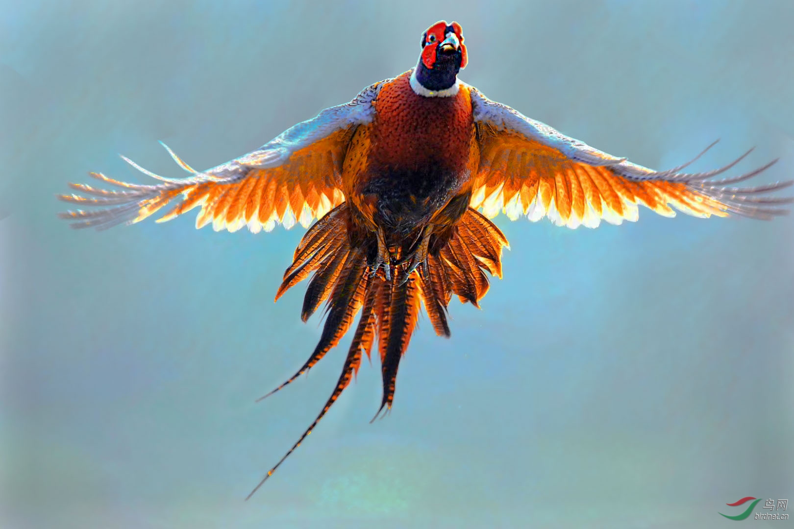 环颈雉鸡从我们头顶飞越时的视角.