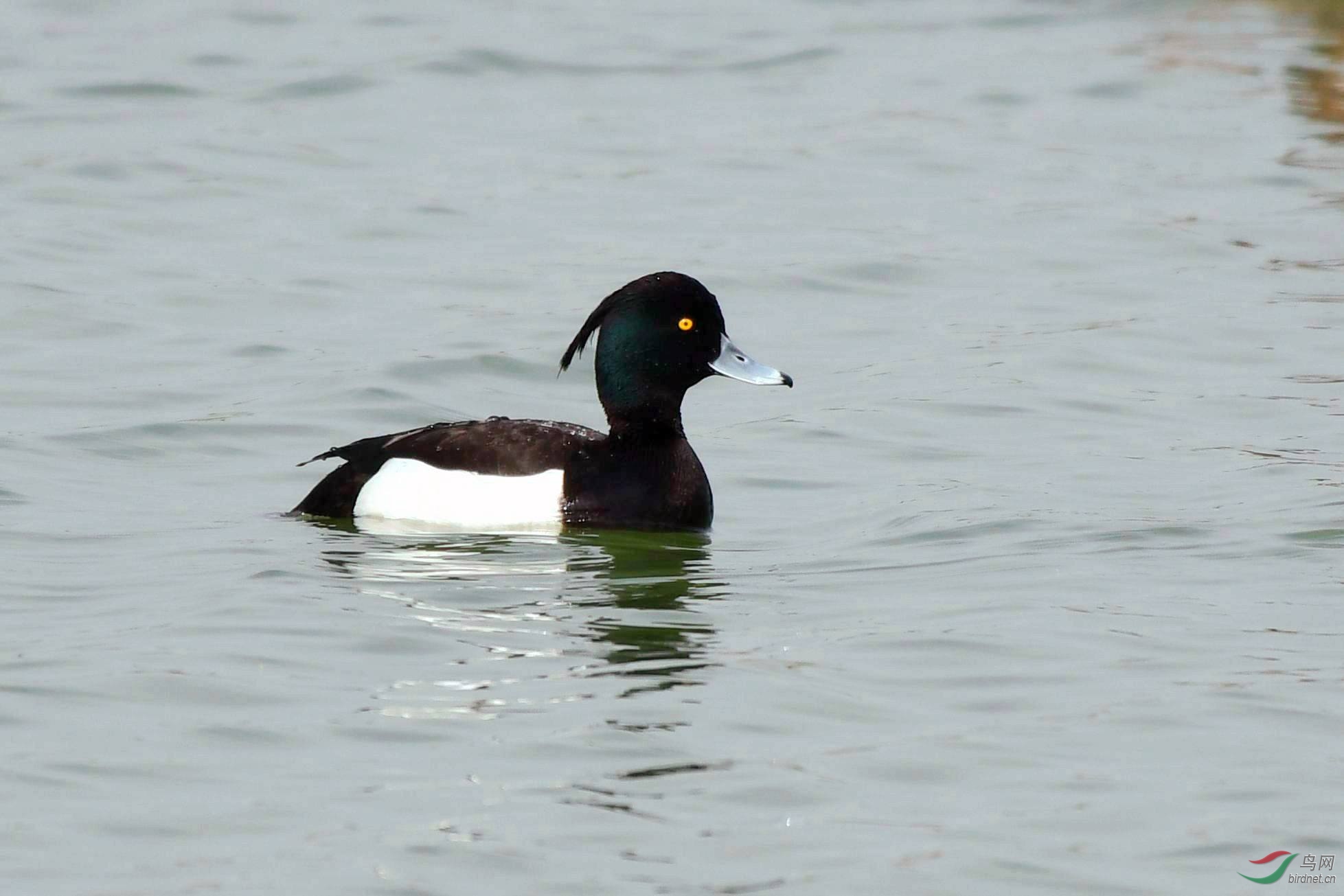 凤头潜鸭 白眉 835.jpg