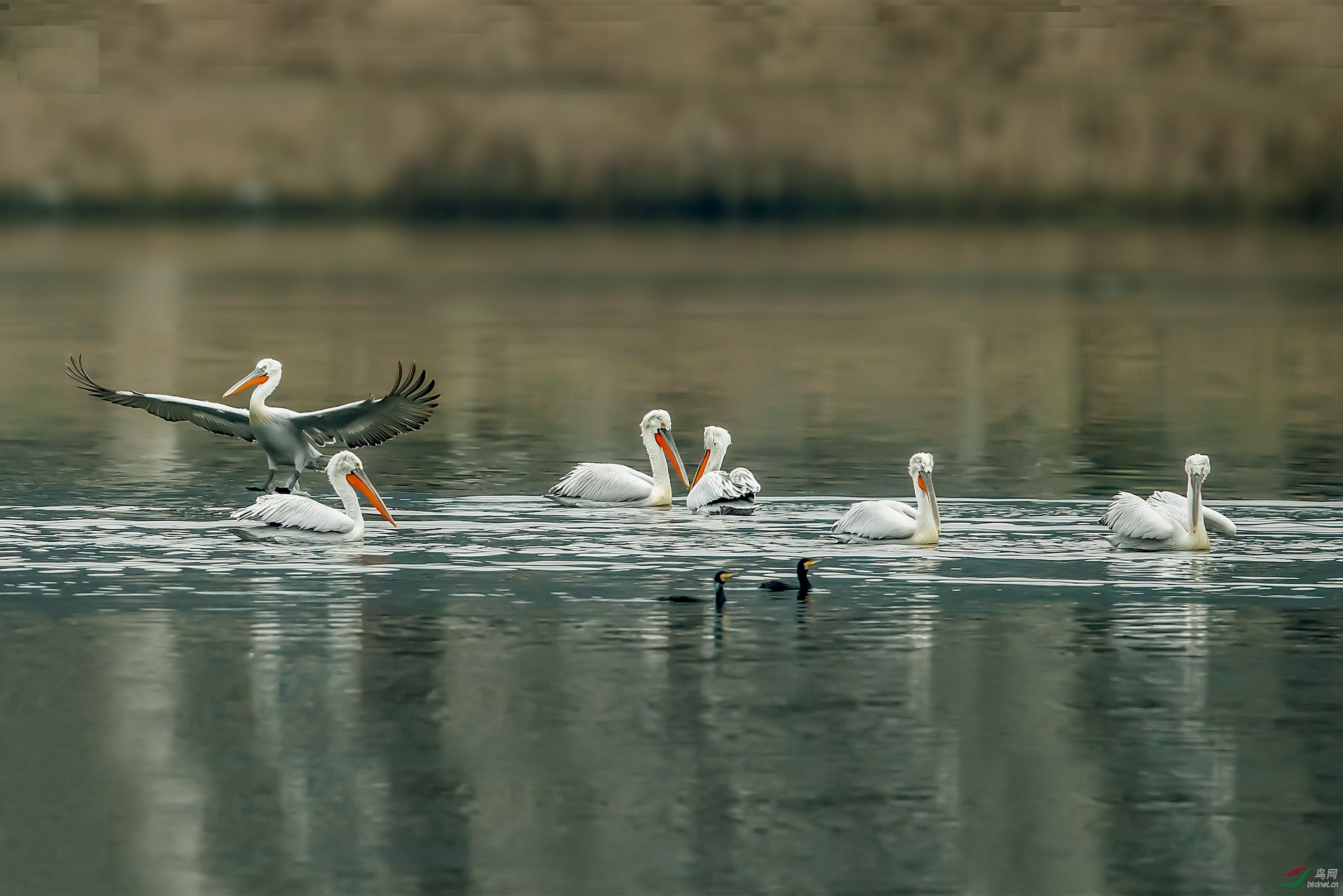 卷羽鹈鹕 - 尼康专栏 鸟网