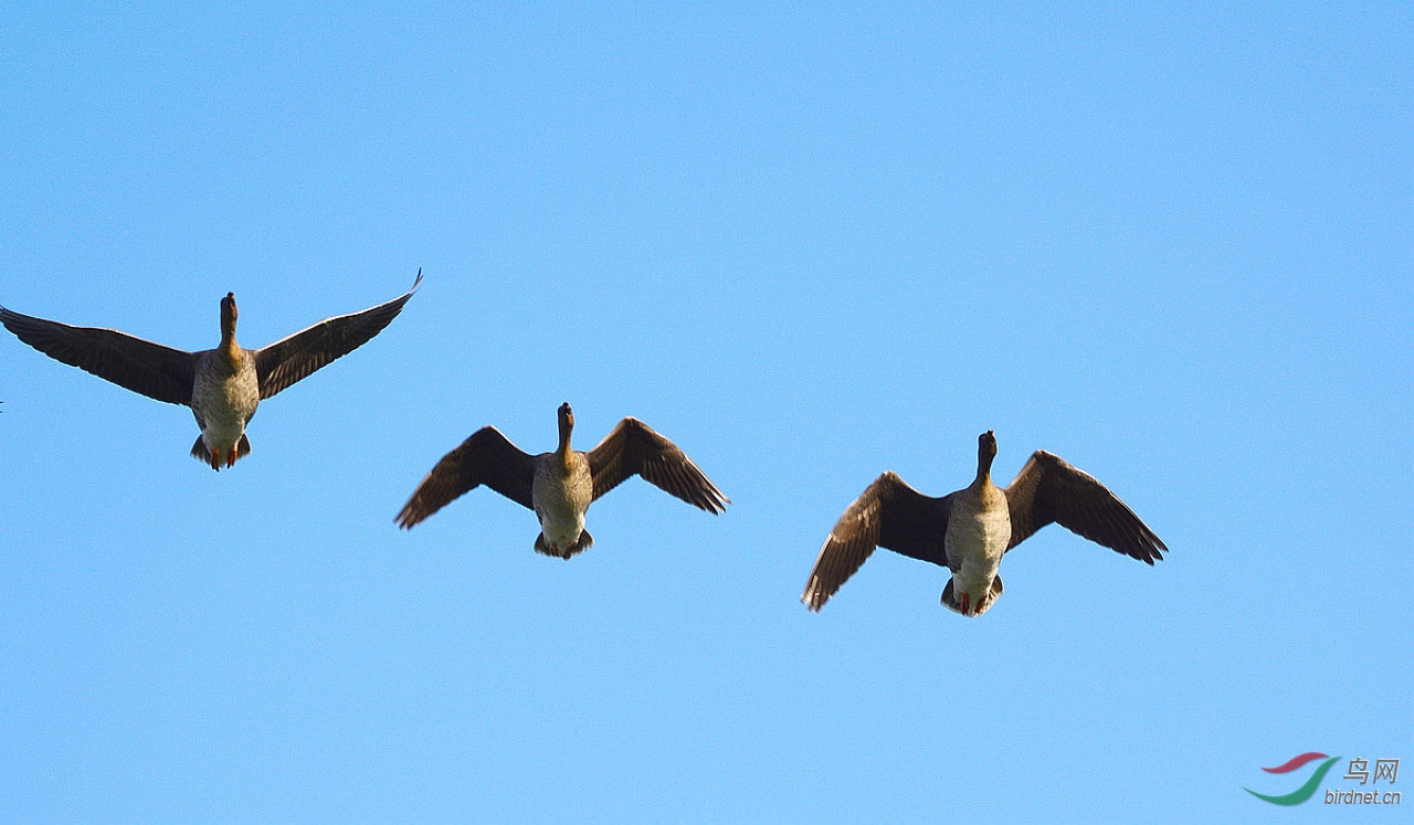 DSC_7565.JPG