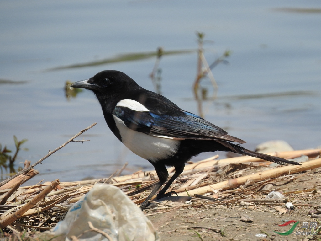 喜鹊- 河南版 henan 鸟网