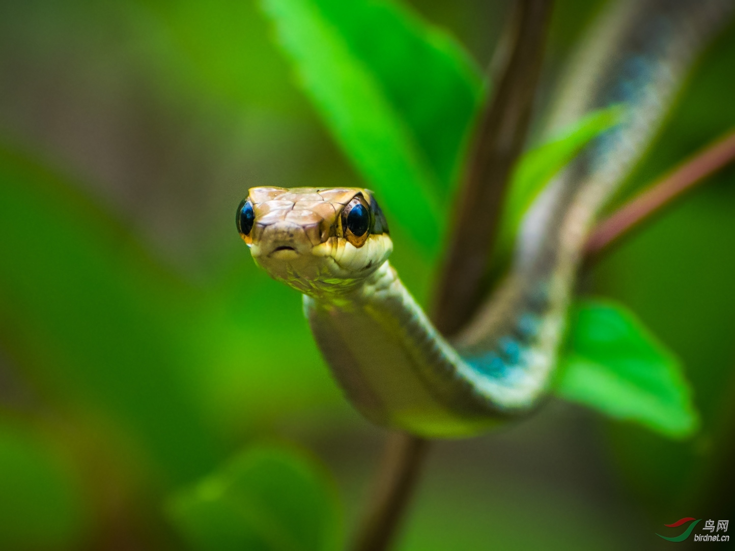 八莫过树蛇,超级大眼睛很是特别