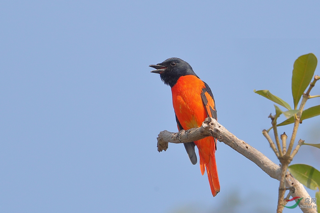 呐喊—赤红山椒鸟 - 广东版 guangdong 鸟网