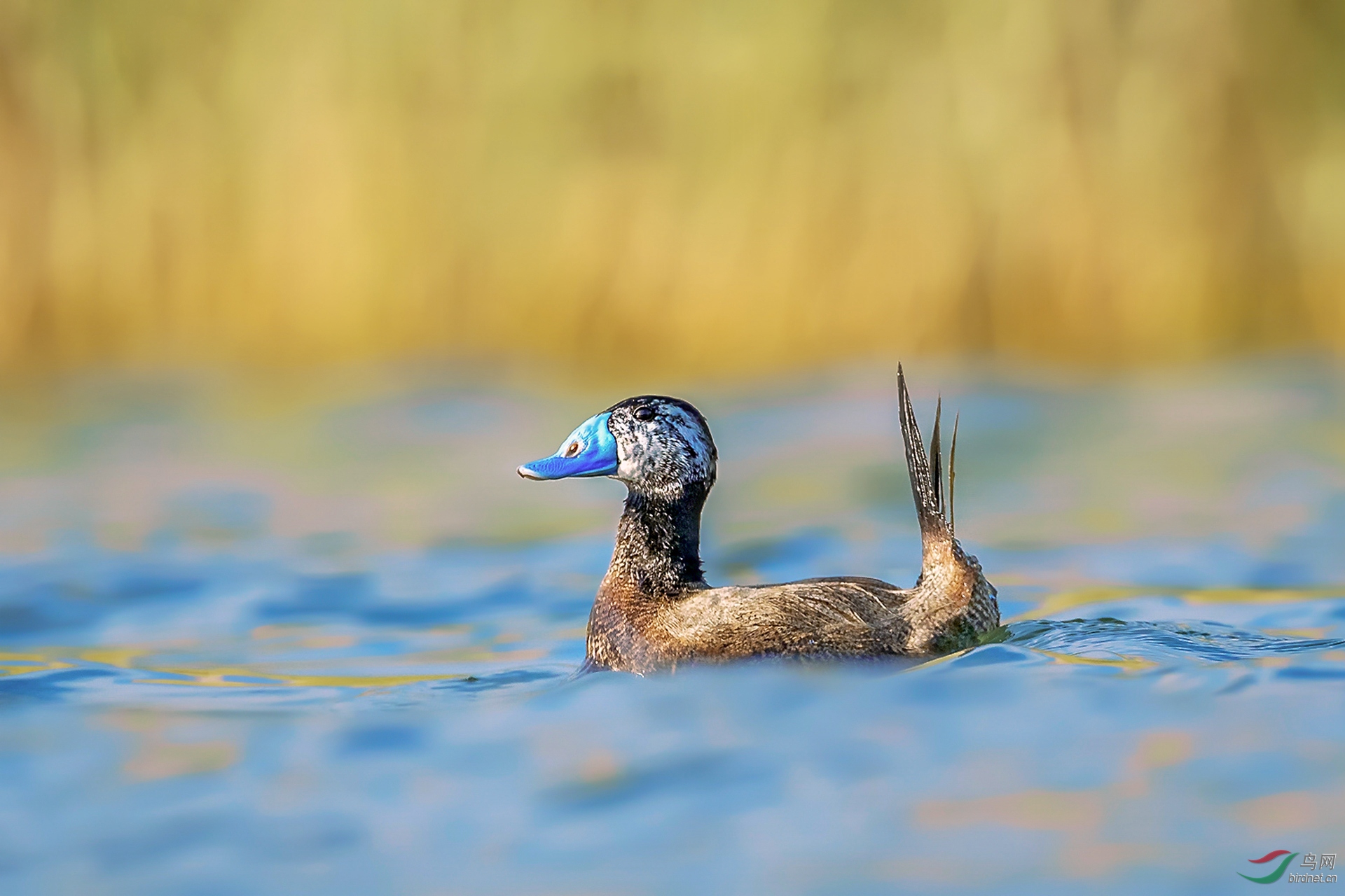 白头硬尾鸭(贺首页精华)
