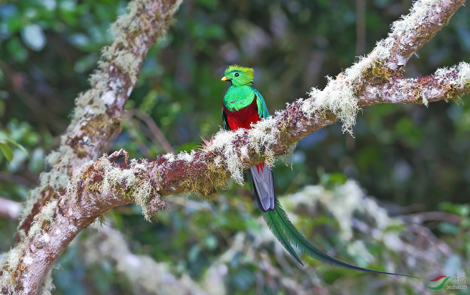 凤头绿咬鹃(雄鸟)(获首页鸟类精华)