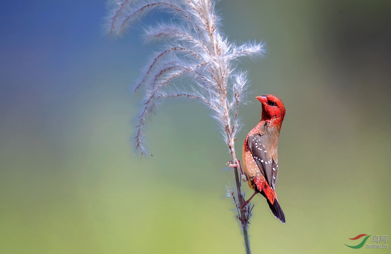 [林鸟] 帅哥---红梅花雀(恭贺老师佳作荣获首页精华)