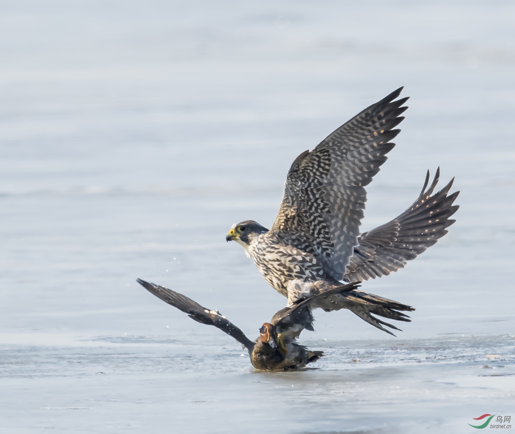 自然拍摄游隼捕食绿翅鸭祝贺荣获首页精华