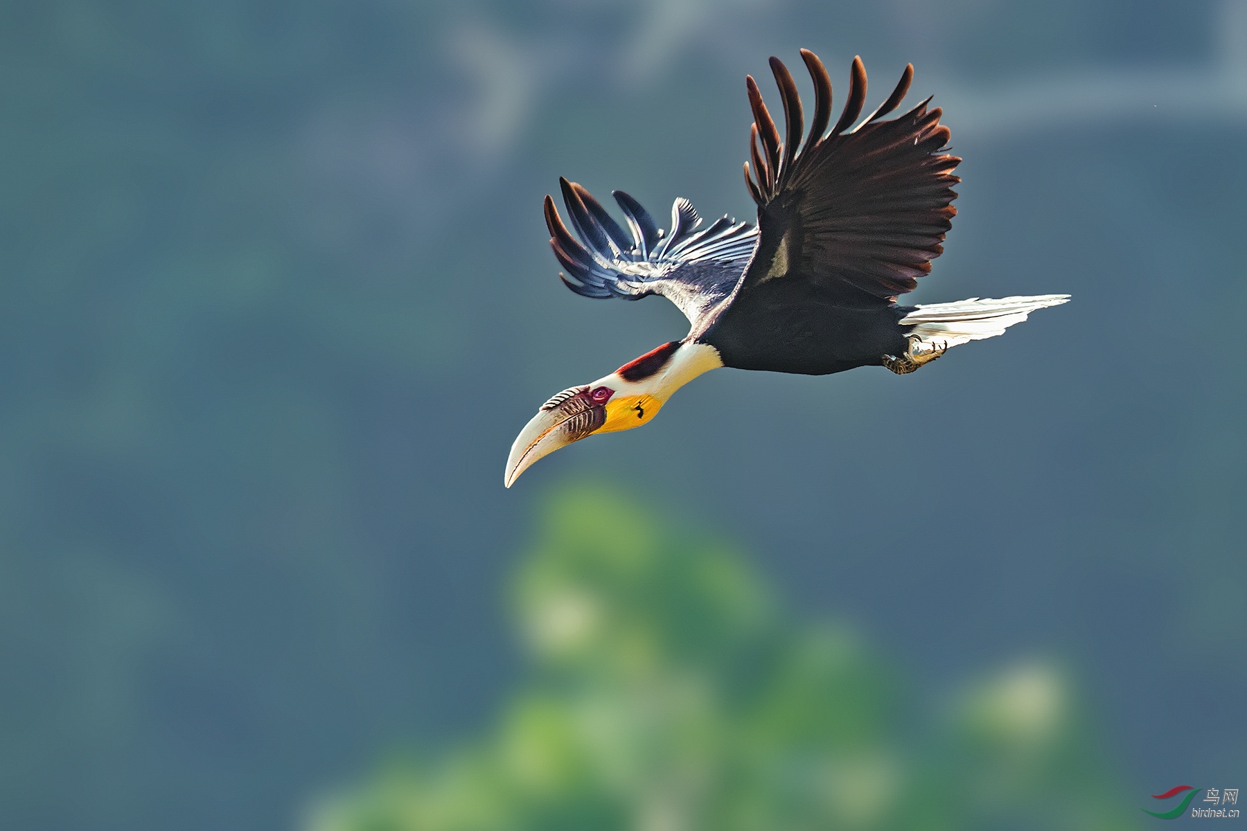 花冠犀鸟在飞翔