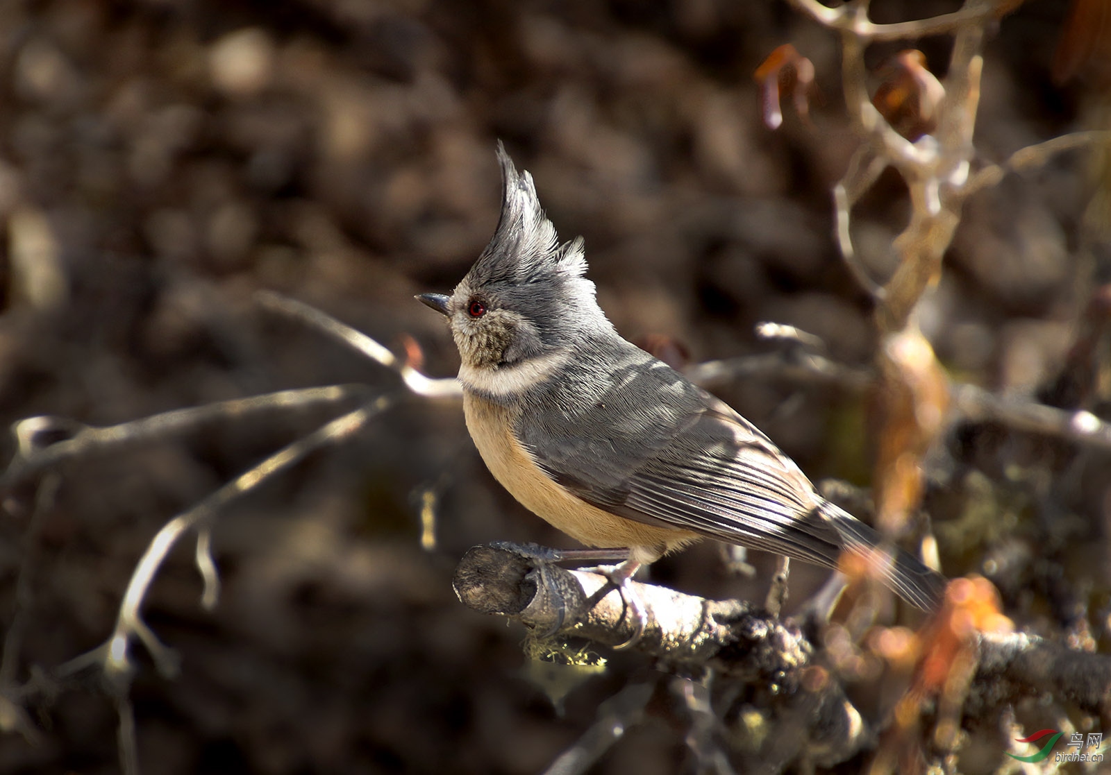 褐冠山雀!谢谢欣赏!