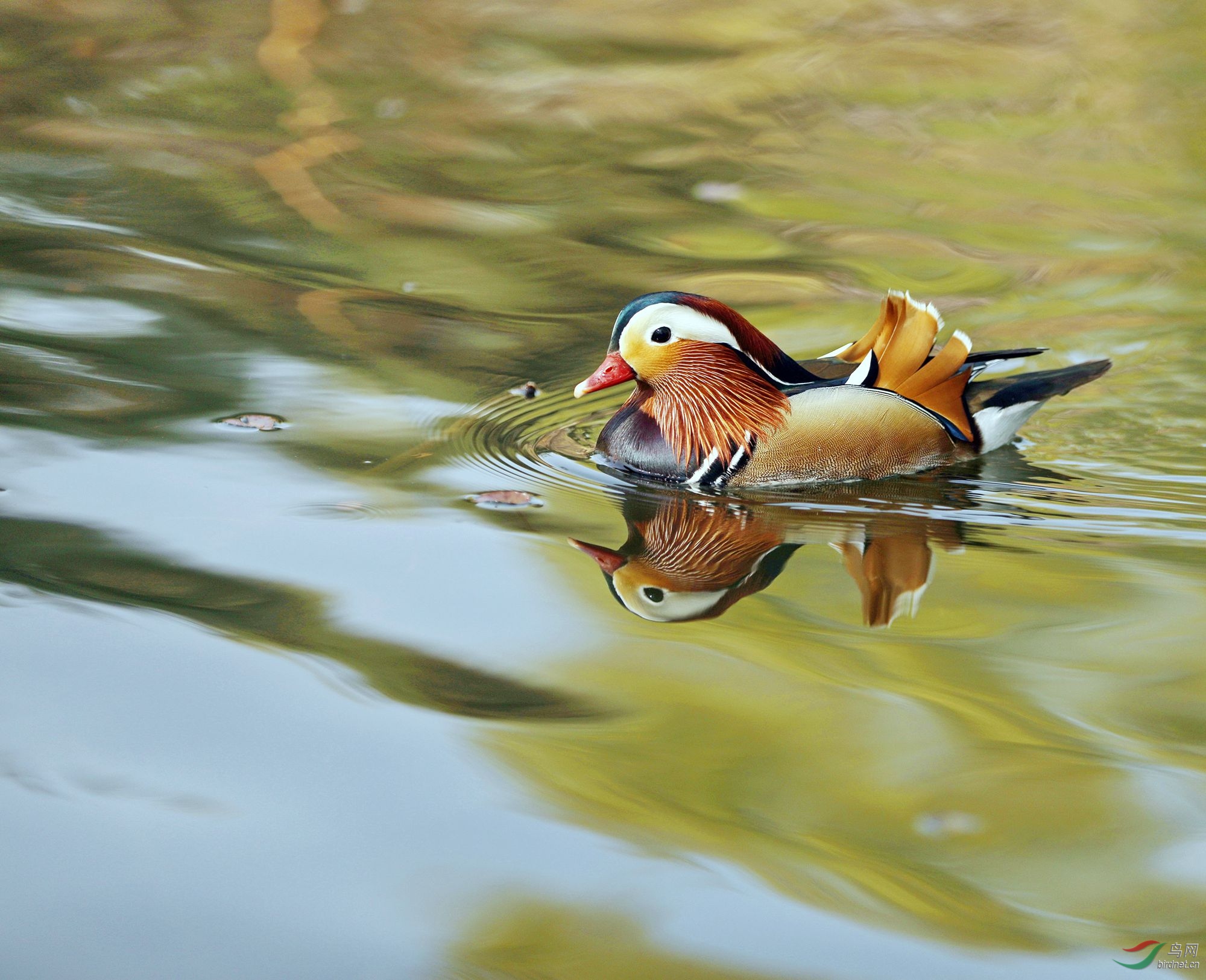 鸳鸯- 河南版 henan 鸟网