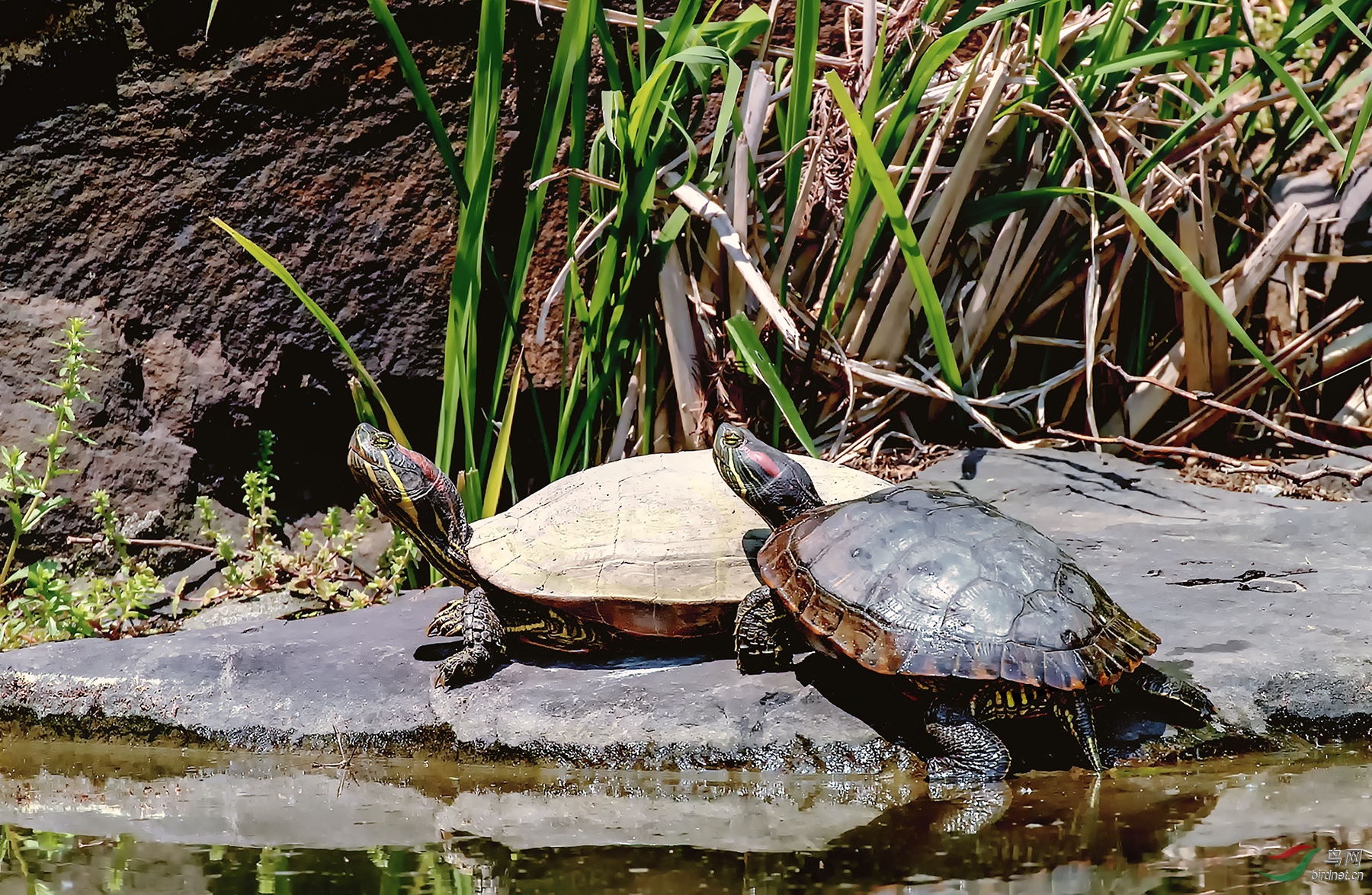 乌龟上岸晒太阳2幅