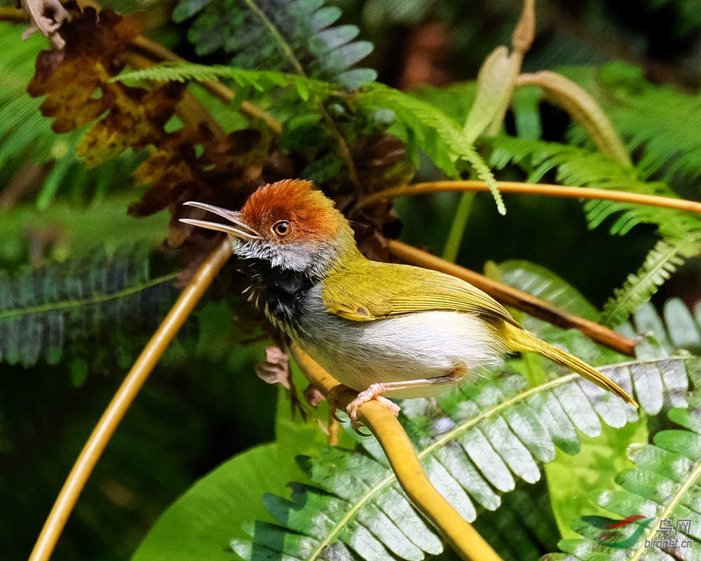 黑喉缝叶莺 dark-necked tailorbird (male)