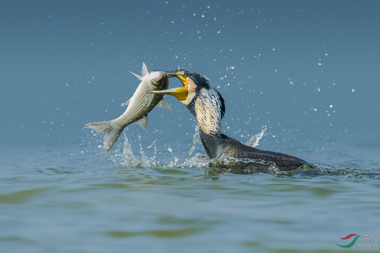 白头鸬鹚捉鱼