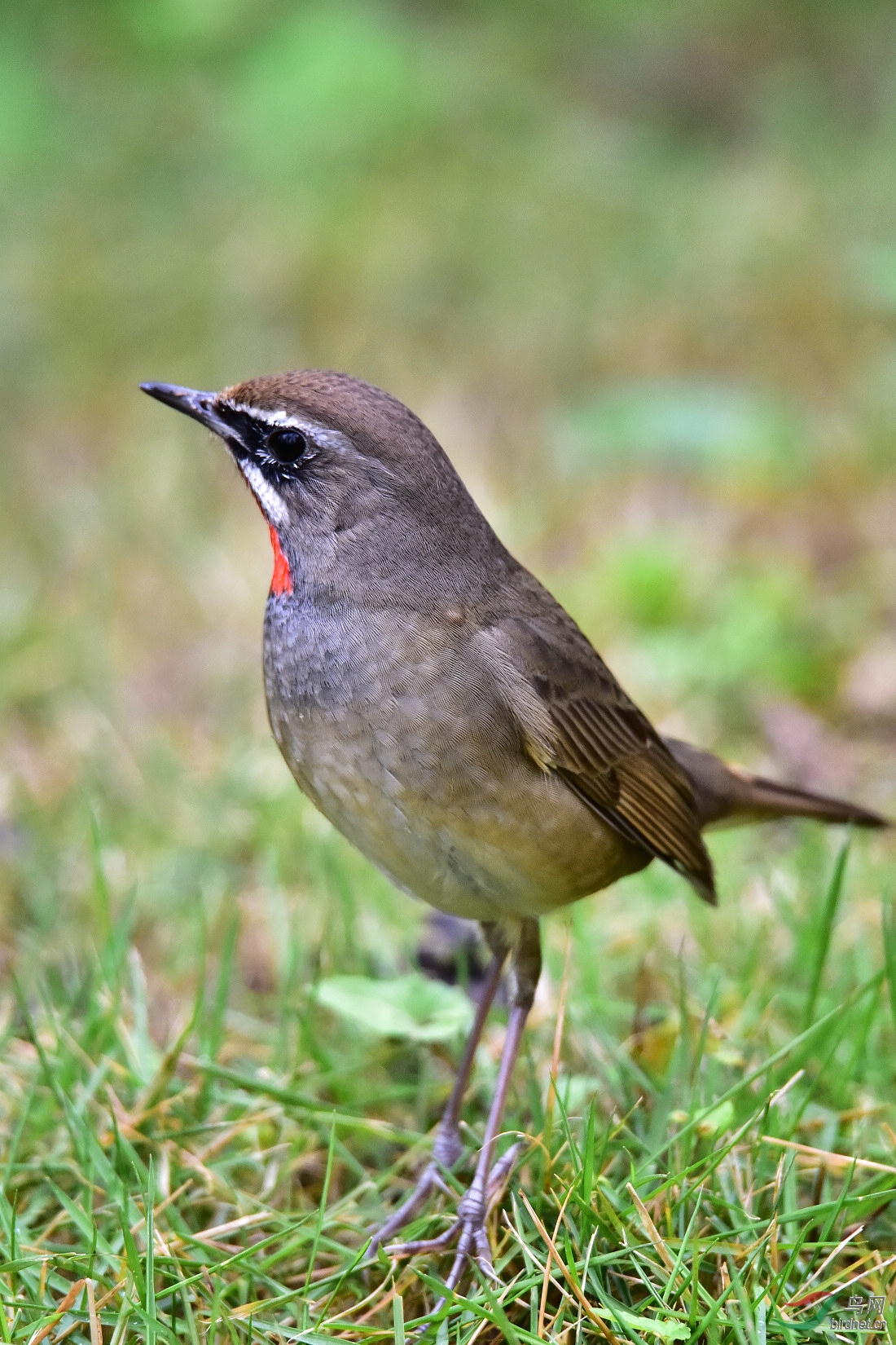 DSC_0158.JPG