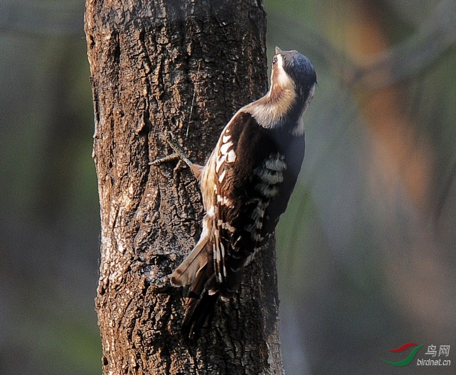 DSC_4703.JPG