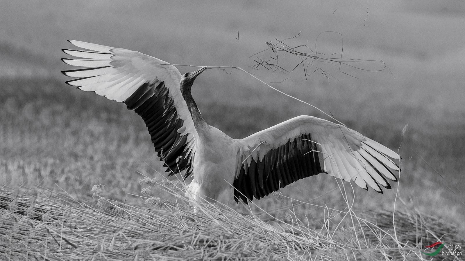 AK8I3290  �����ߺ�ͷ����02.jpg