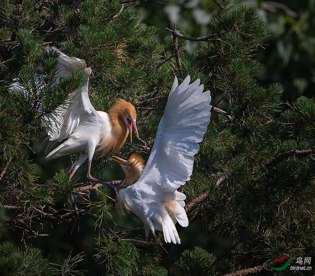 牛背鹭 - 甘肃版 gansu 鸟网